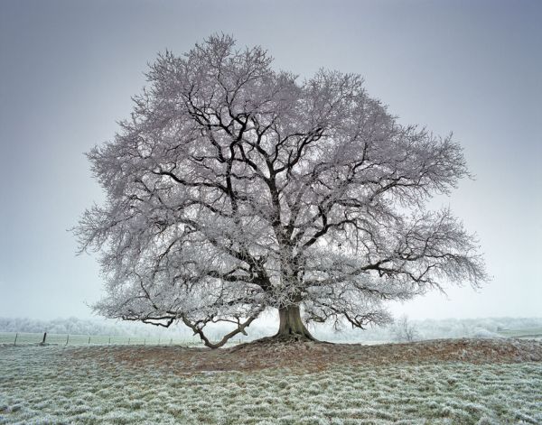 PHOTOWALL / Oak Covered with Frost (e332047)