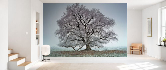 PHOTOWALL / Oak Covered with Frost (e332047)