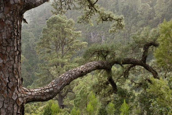 PHOTOWALL / Canary Pine Forest (e332049)