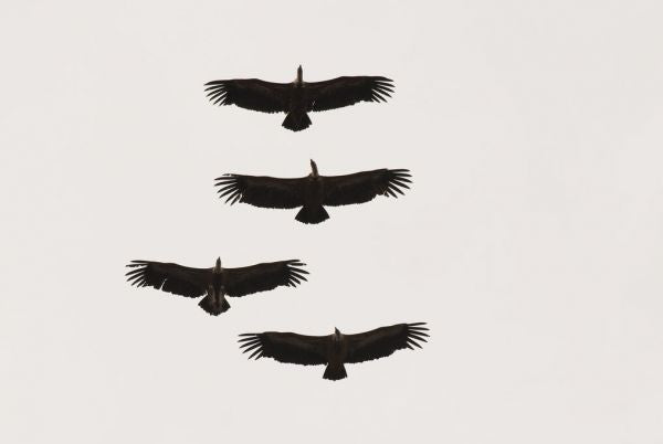 PHOTOWALL / Four Griffon Vultures in Flight (e332050)