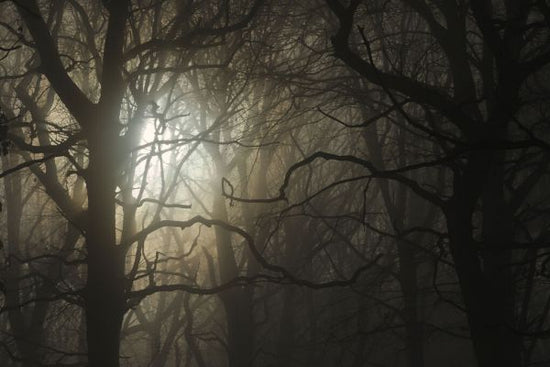 PHOTOWALL / Oak Forest at Dawn (e332051)