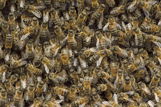 PHOTOWALL / Worker European Honey Bees (e332052)