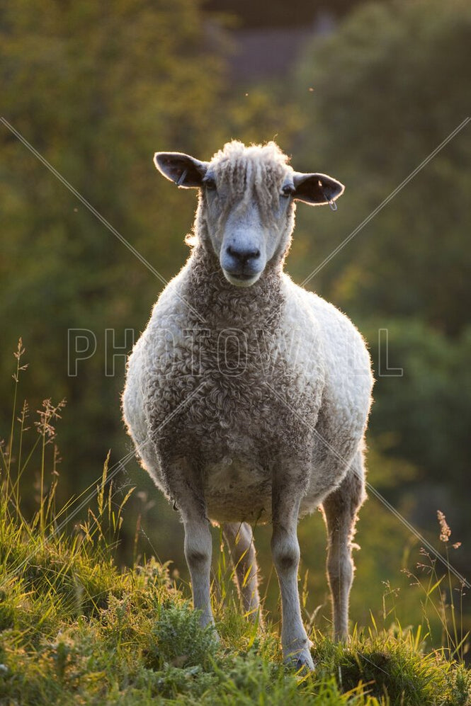 PHOTOWALL / Cotswolds Lion Sheep (e332054)