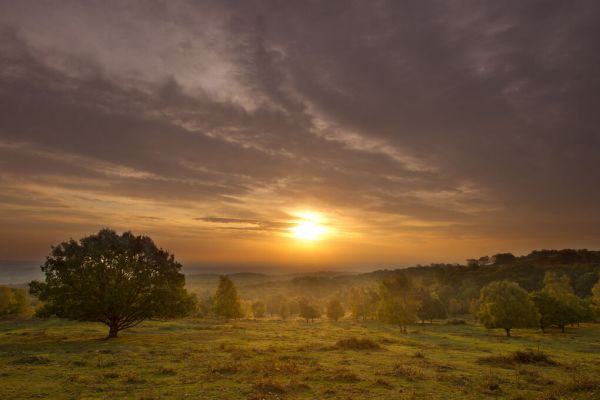 PHOTOWALL / Sun Rising Over Hillside with Trees (e332055)