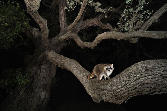PHOTOWALL / Northern Raccoon Young at Night (e332056)