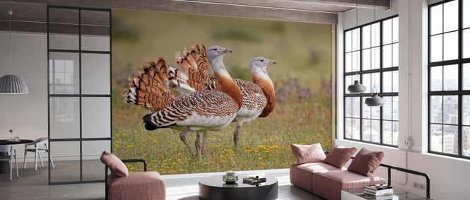 PHOTOWALL / Great Bustards (e332061)