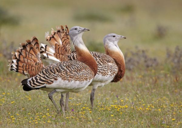 PHOTOWALL / Great Bustards (e332061)