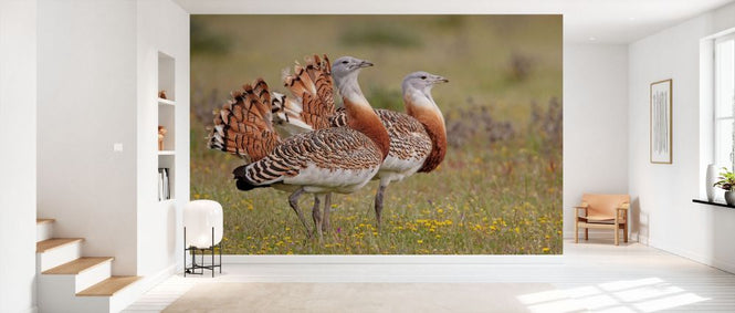 PHOTOWALL / Great Bustards (e332061)