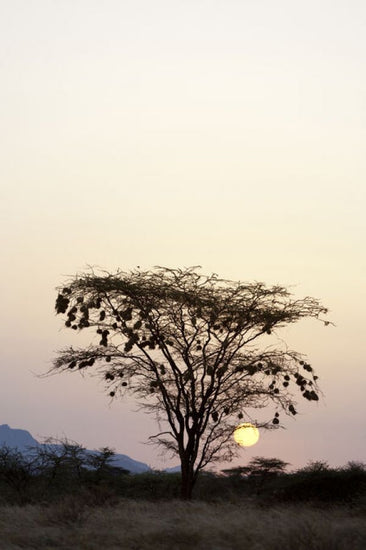 PHOTOWALL / Weavers Nests on an Acacia Tree (e332068)