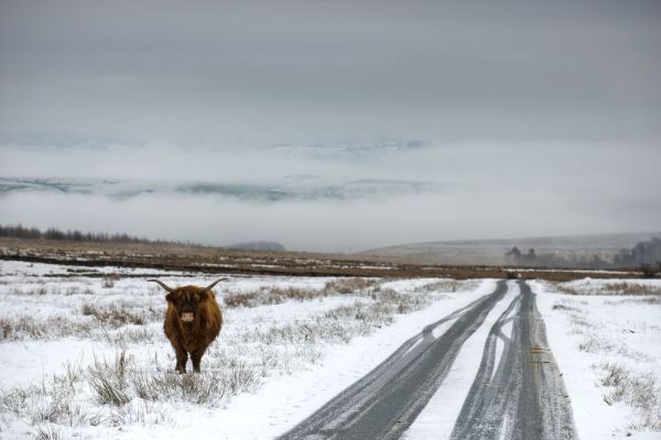 PHOTOWALL / Highland Cow Next to Road (e332070)