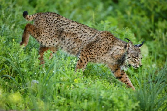 PHOTOWALL / Wild Iberian Lynx Male (e332073)