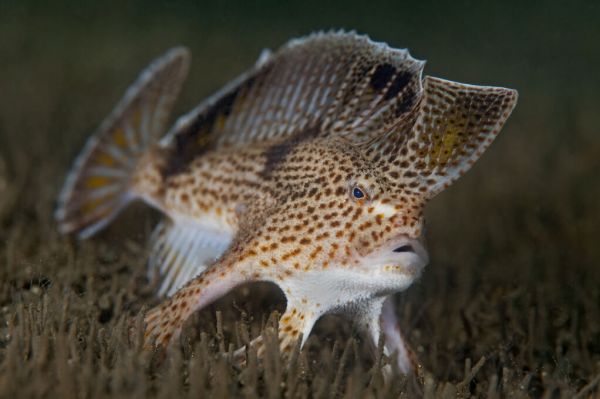 PHOTOWALL / Spotted Handfish (e332074)