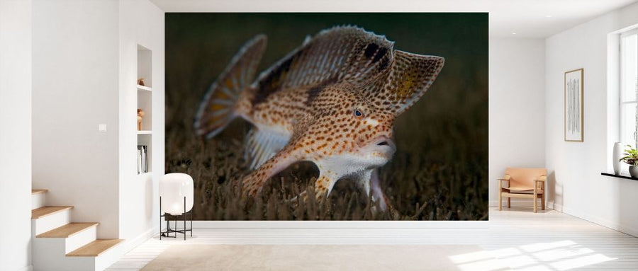 PHOTOWALL / Spotted Handfish (e332074)