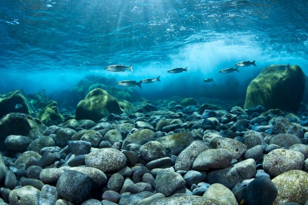 PHOTOWALL / Shoal of Golden Grey Mullet (e332076)