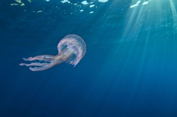 PHOTOWALL / Small Jellyfish Swimming (e332077)