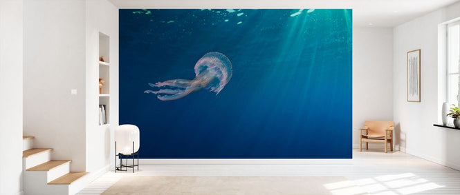 PHOTOWALL / Small Jellyfish Swimming (e332077)