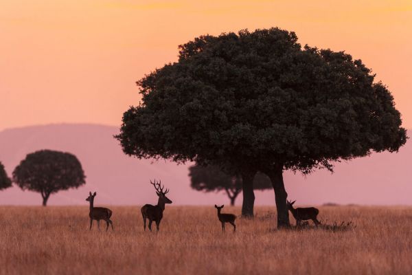 PHOTOWALL / Small Group of Red Deer (e332080)