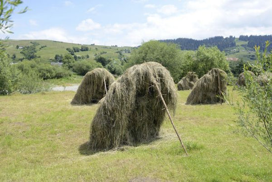 PHOTOWALL / Hay Propped up to Dry (e332081)