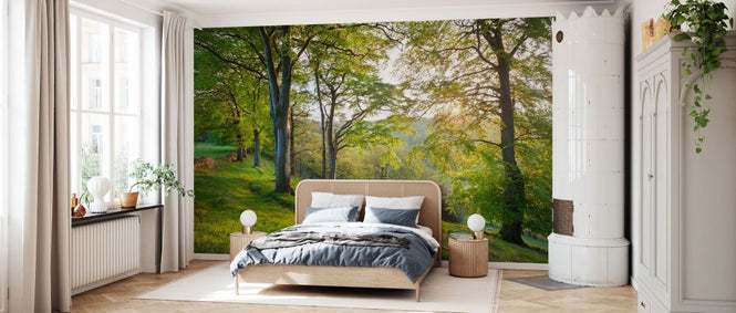 PHOTOWALL / Beech Woodland in Spring (e332084)