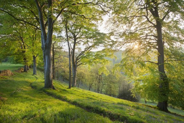 PHOTOWALL / Beech Woodland in Spring (e332084)