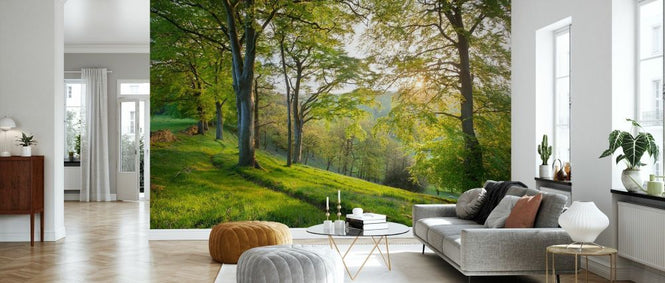 PHOTOWALL / Beech Woodland in Spring (e332084)