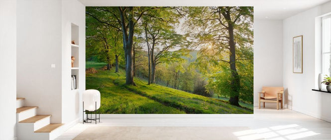 PHOTOWALL / Beech Woodland in Spring (e332084)