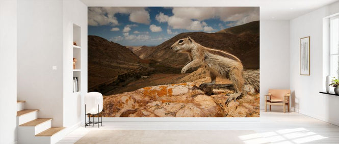 PHOTOWALL / Barbary Ground Squirrel (e332086)