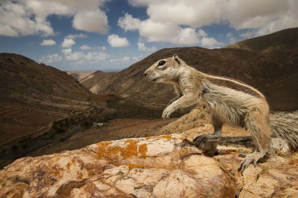 PHOTOWALL / Barbary Ground Squirrel (e332086)