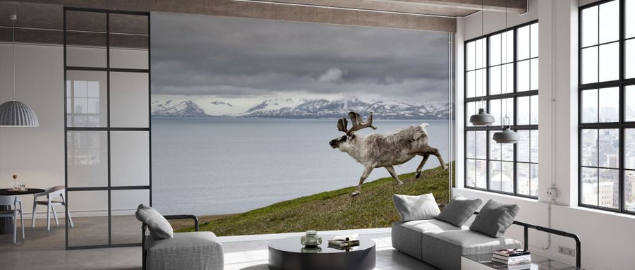 PHOTOWALL / Reindeer Walking with Fjord (e332087)