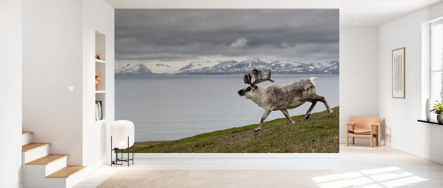 PHOTOWALL / Reindeer Walking with Fjord (e332087)