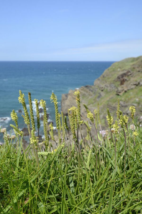 PHOTOWALL / Sea Plantain Flowering on a Cliff Top (e332093)