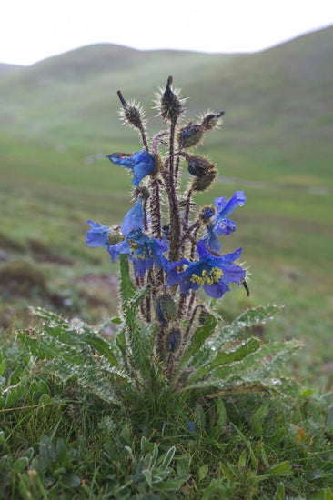 PHOTOWALL / Blue Poppy in Misty Landscape (e332094)