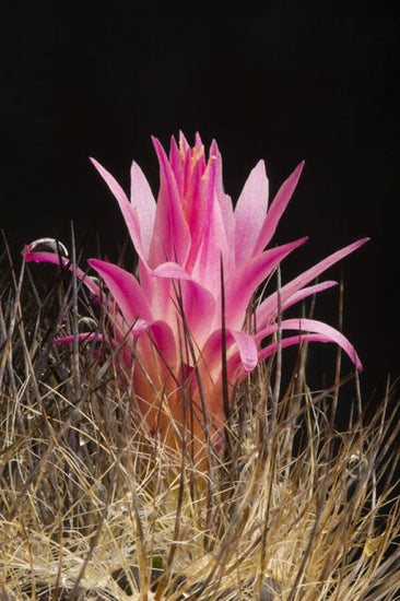PHOTOWALL / Cactus Flower (e332095)