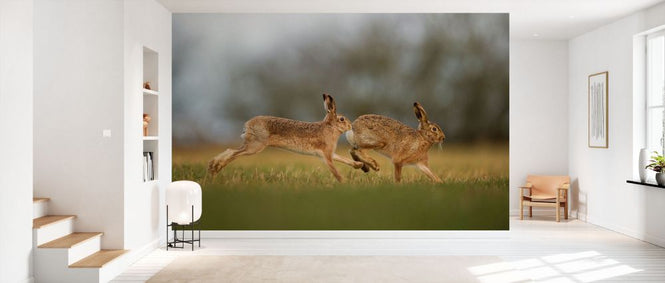 PHOTOWALL / Brown Hare Male Pursuing Female (e332096)