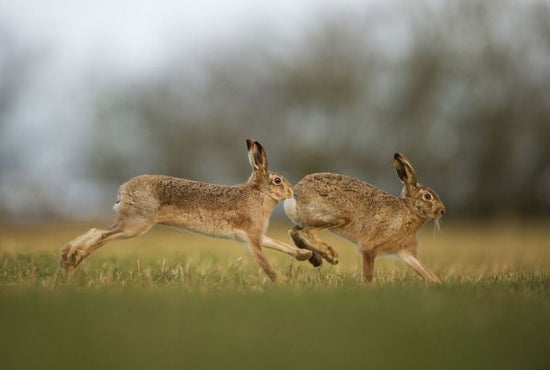 PHOTOWALL / Brown Hare Male Pursuing Female (e332096)