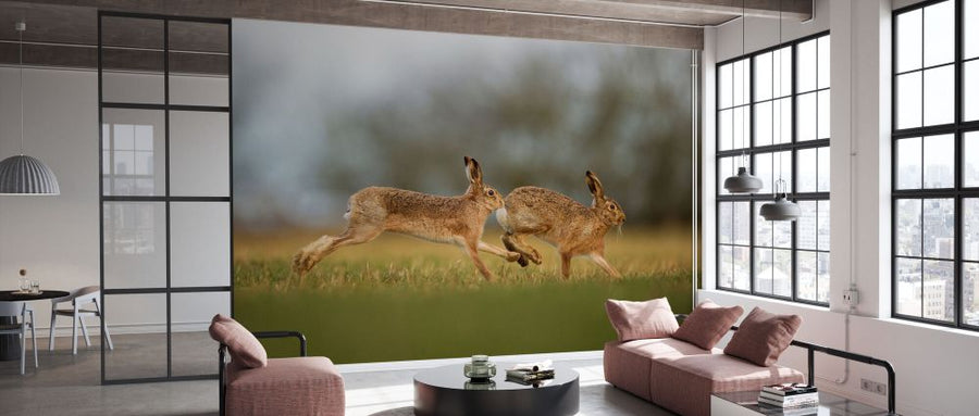 PHOTOWALL / Brown Hare Male Pursuing Female (e332096)