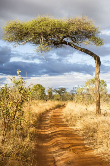 PHOTOWALL / Flat-Top Acacia Tree (e332097)