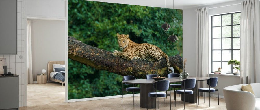 PHOTOWALL / Leopard Lying on a Acacia Tree (e332099)