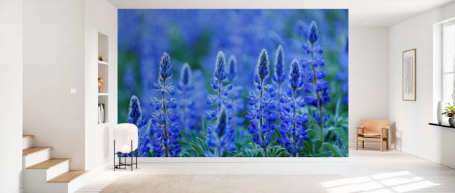 PHOTOWALL / Blue Lupin (e332101)