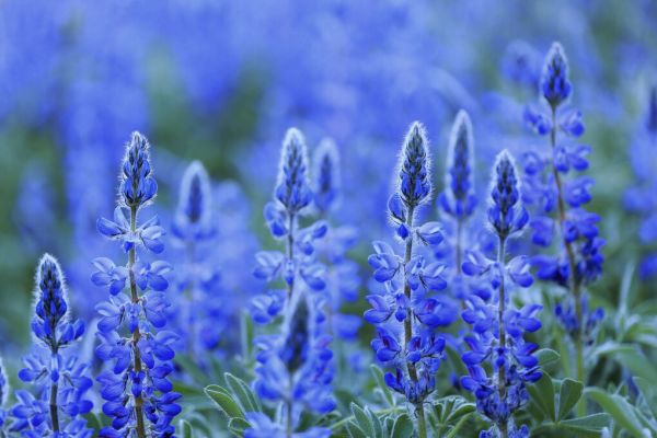 PHOTOWALL / Blue Lupin (e332101)