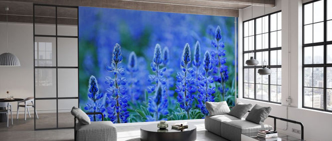 PHOTOWALL / Blue Lupin (e332101)