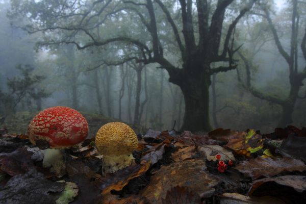 PHOTOWALL / Fly Agaric in Foggy Forest (e332102)