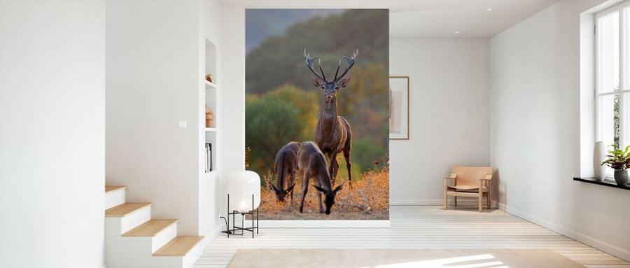 PHOTOWALL / Red Deer Stag and Two Hinds (e332103)