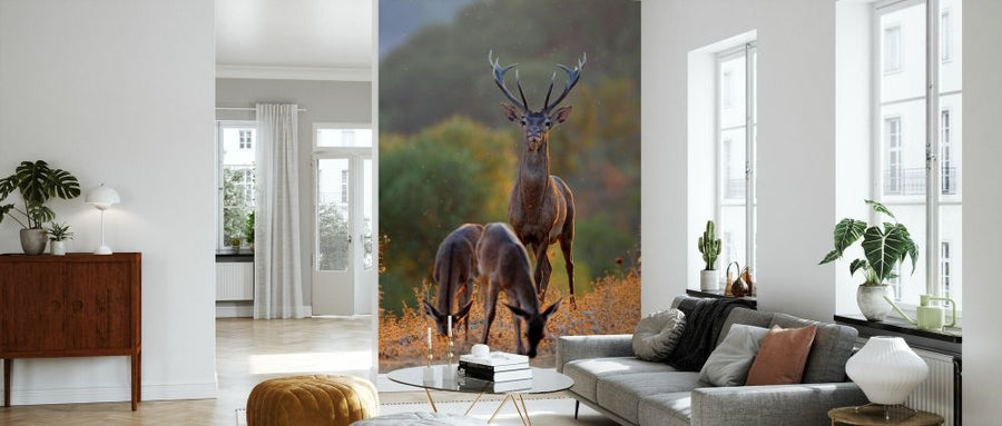 PHOTOWALL / Red Deer Stag and Two Hinds (e332103)