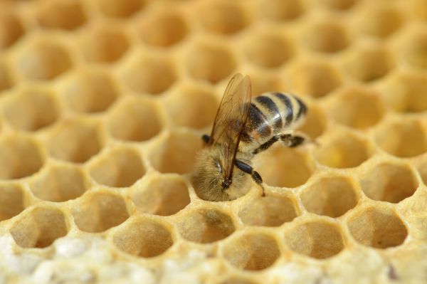 PHOTOWALL / European Worker Honey Bee (e332104)