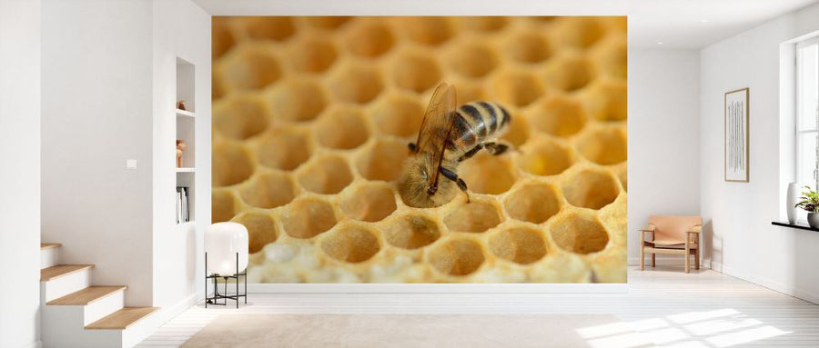 PHOTOWALL / European Worker Honey Bee (e332104)