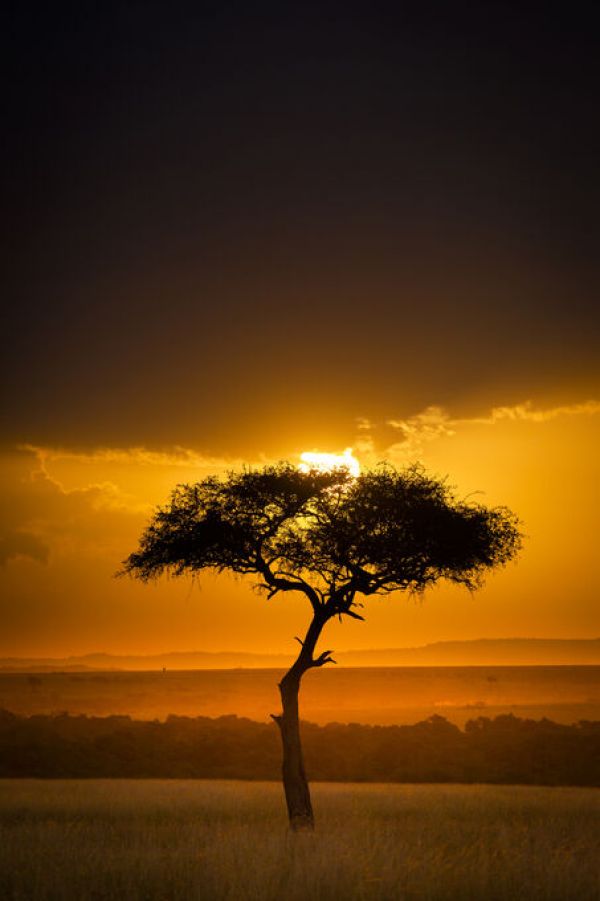 PHOTOWALL / Sunset Over Savanna with a Lone Tree (e332117)