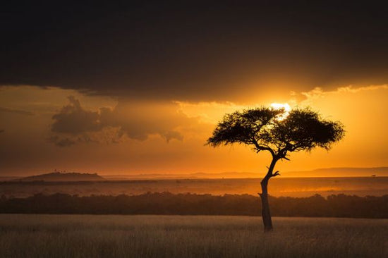 PHOTOWALL / Sunset Over Savanna with a Lone Tree II (e332118)