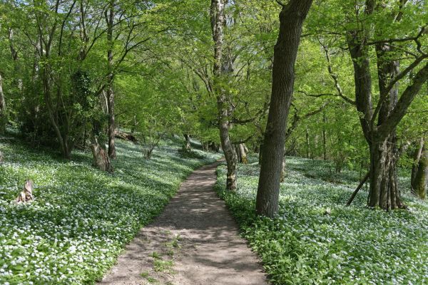 PHOTOWALL / Footpath Through Woodland (e332120)