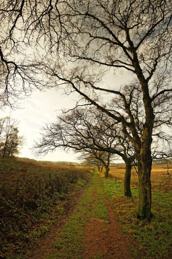 PHOTOWALL / Sandstone Trail with Oak Trees (e332122)